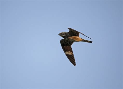 Common Nighthawk Migration Rollinsford Nh Aug 20 2023 3 Flickr