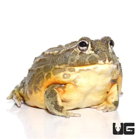 Adult Giant Pixie Frog (Pyxicephalus adspersus) For Sale - Underground ...