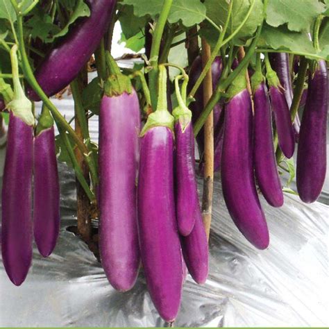 Introductory Sale 120 Seeds Eggplant Long Purple Condor Lazada Ph