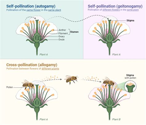 Flower Pollination in Nature | BioRender Science Templates