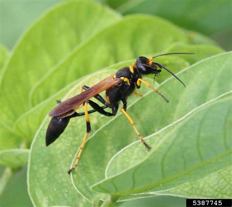 Hymenoptera - Bugwoodwiki