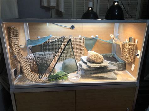 Clean tank, happy lizard. : r/BeardedDragons