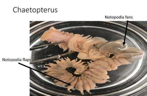 Phylum Annelida Flashcards Quizlet