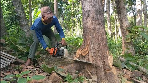 Tebang Pohon Jati Gergaji Mesin Stihl Ms Youtube