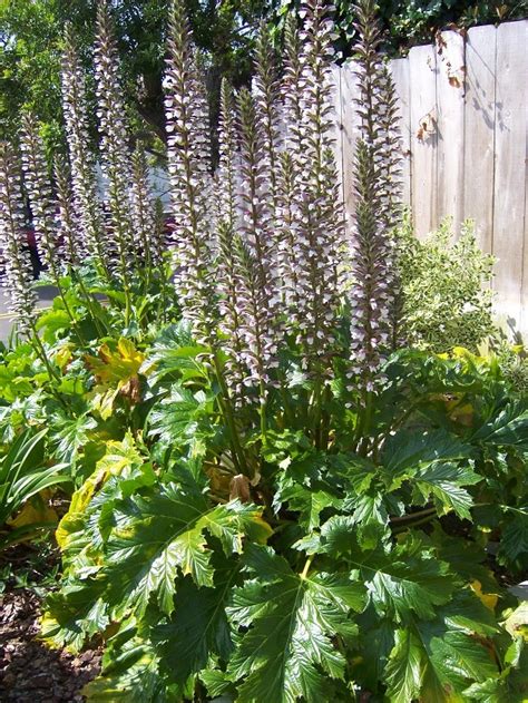 The 2 Minute Gardener: Photo - Bear's Breech (Acanthus mollis)