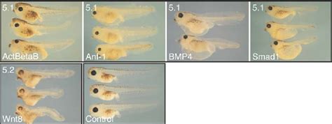 Figure From Defining Synphenotype Groups In Xenopus Tropicalis By