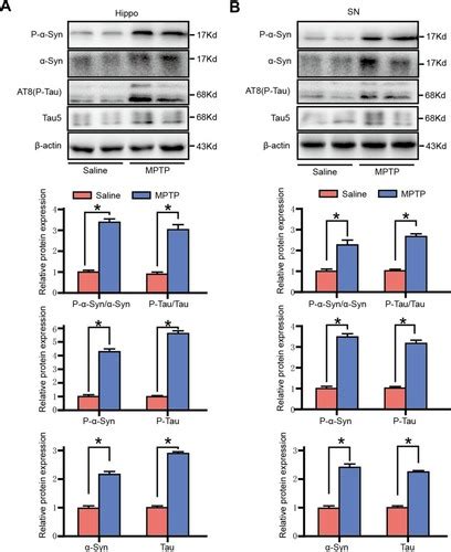 Full article Phosphorylation of Tau and α Synuclein Induced