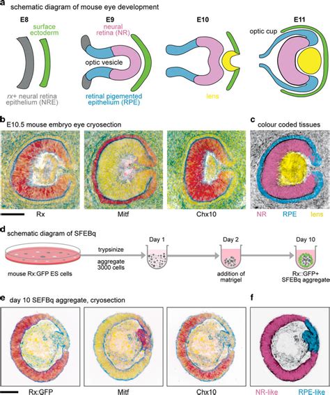 A Schematic Diagram Of Murine Eye Development From Embryonic Days