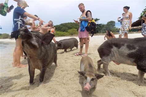 Pig Island Koh Samui Day Trip Everything You Need To Know