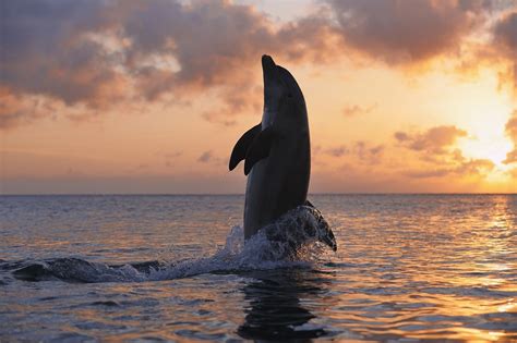 These Dolphins Taught Each Other To Moonwalk But It Was Just A Fad