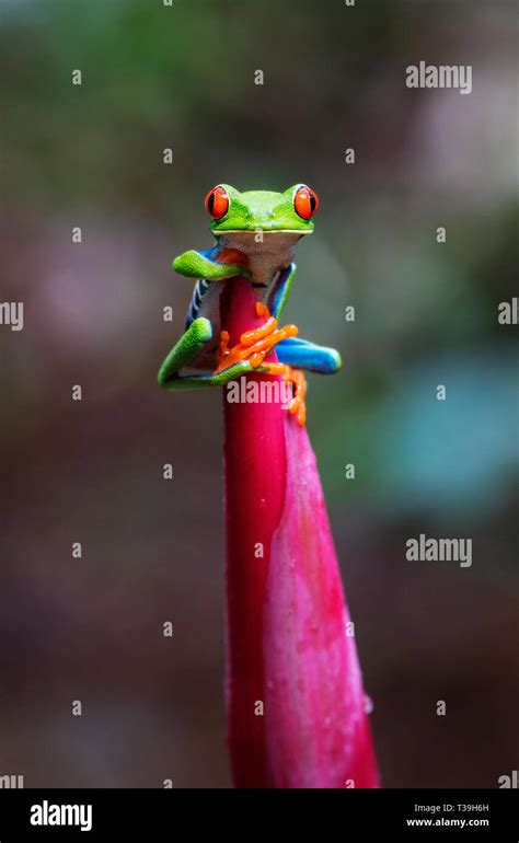 Red Eyed Tree Frog Sat On Top Of An Emperors Cane Plant Stock Photo