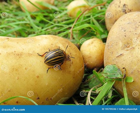 Colorado Potato Beetle Is A Common Potato Pest Stock Photo Image Of