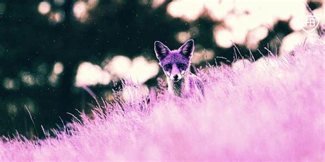 El Malware Purple Fox Se Abre Camino En Los Sistemas Windows Expuestos