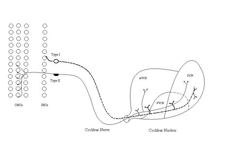 Cochlear nerve - wikidoc