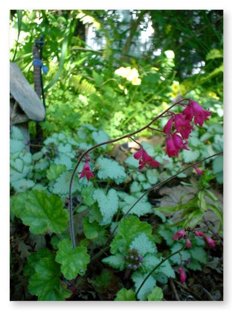 Coral Bells - Davis - LocalWiki