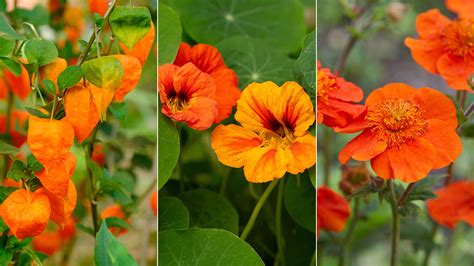 Types of Orange Flowers | Petal Talk