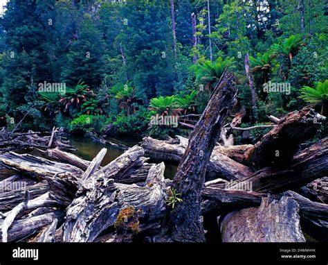 Australia Tasmania Styx Hi Res Stock Photography And Images Alamy