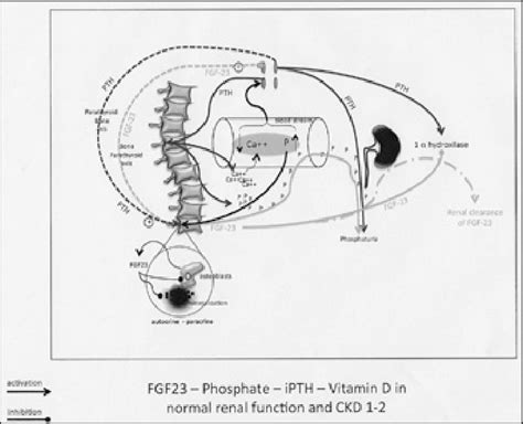 The Correlation Between Fibroblast Growth Factor 23 Fgf23 Download Scientific Diagram