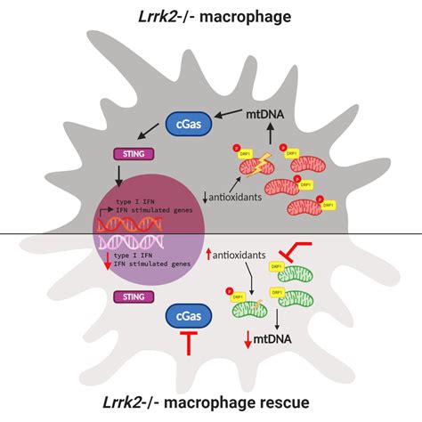 Parkinsons Disease Linking Mitochondria To The Immune Response Elife