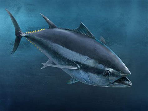 Thunnus Thynnus Linnaeus 1758