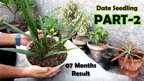 Date Seed Germination How To Grow Date Palm Tree From Seed Date