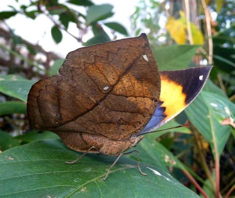 The Dead Leaf Butterfly - Camouflage King of the Asian Tropics ...