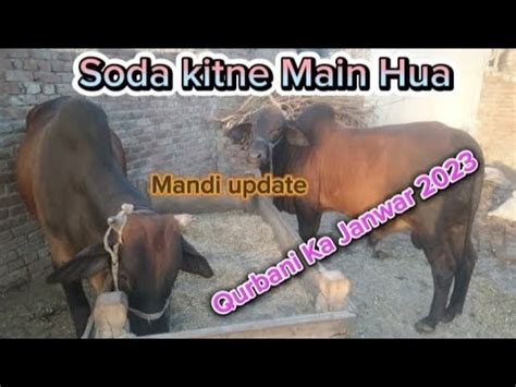 Qurbani Ka Janwar Soda Kitne Main Hua Lahore Bakra Mandi