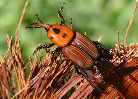 Palmrüsselkäfer Rhynchophorus Ferrugineus