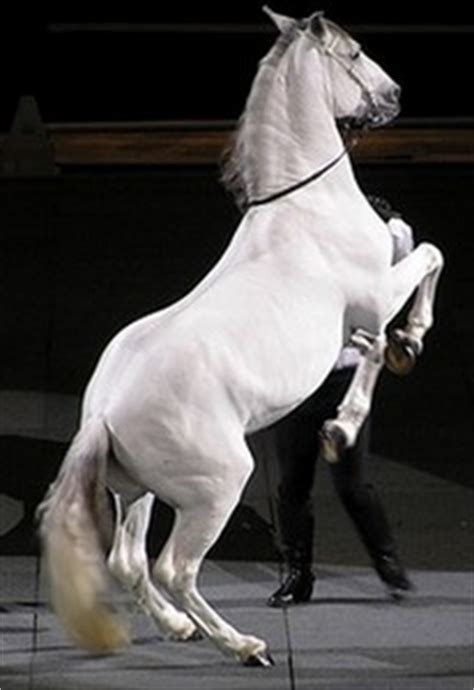 Lipizzaner Horse Breed - Horses and Ponies