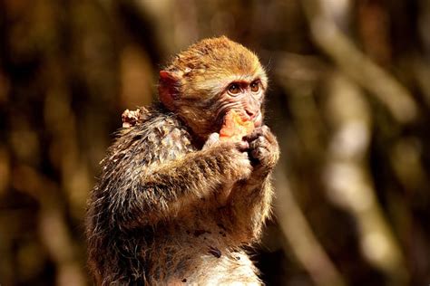 Barbary Macaque Threatend Species Free Photo On Pixabay Pixabay