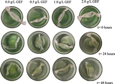 Treatment of Microcystis sp. with GEF in concentrations of 0.0 ...