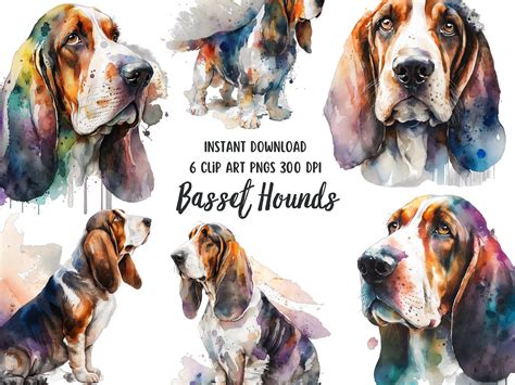 Basset Hound Clipart Png Set Graphic By Patternexus Creative Fabrica