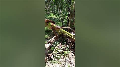 Harvest Of Bananaavocadolipote Tree Or Baligangmaligangjackfruit Or