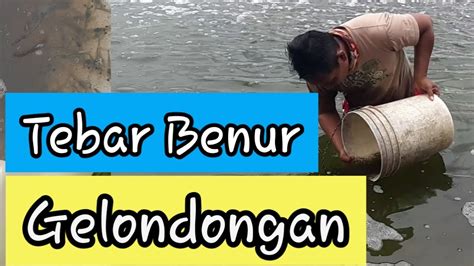 Tebar Benur Gelondongan Udang Vaname Doc Hari Infra Bratasena