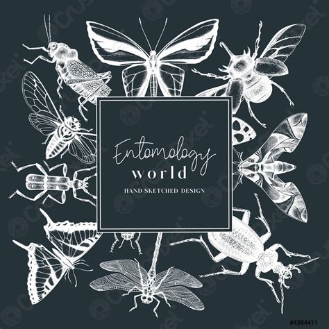 Hand-sketched insect wreath template Hand drawn beetles, bugs ...