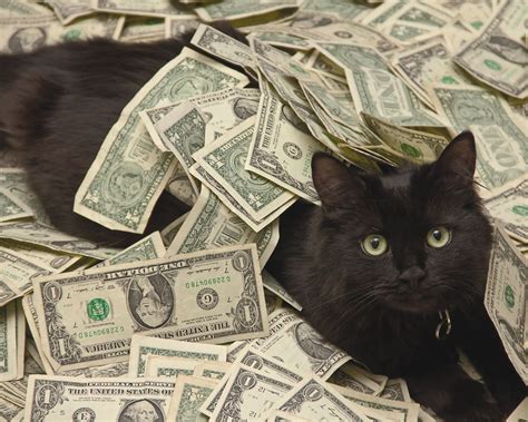 Meet The Cash Cats The Vip Felines Who Live The High Life Money