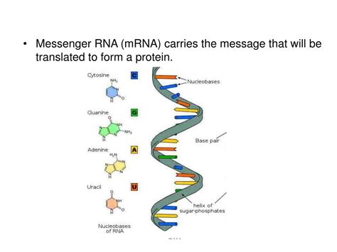 Ppt Key Concept Transcription Converts A Gene Into A Single Stranded