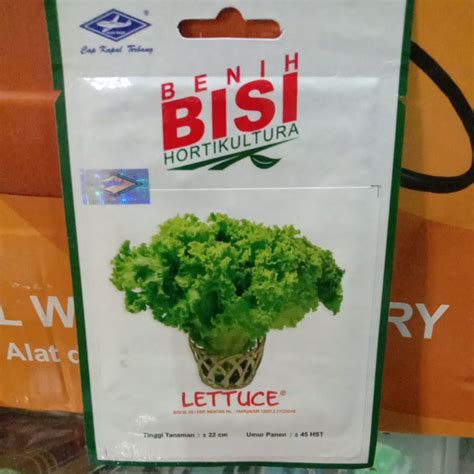 Jual Benih Bisi Lettuce Isi 3000 Biji Shopee Indonesia