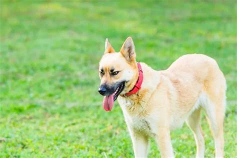 Basenji And German Shepherd Mix: Care Tips For Your Beloved Companion - The German Shepherd Show