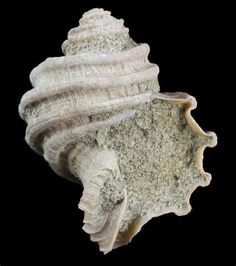 1.35" Ecphora Gastropod from Virginia - Maryland State Fossil (#52067 ...