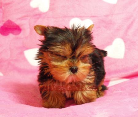 PuppyLandLA.com, Yorkies, Maltese, Breeders, teacup yorkie, teacup maltese, Pet Shop