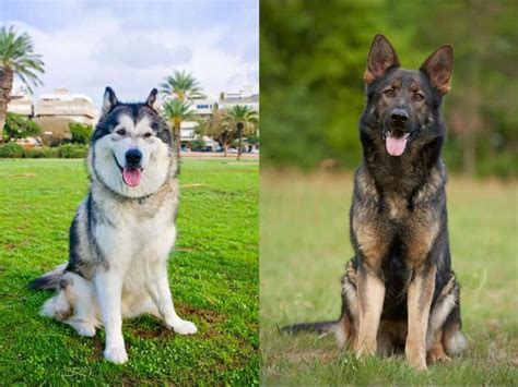 Guide To Alaskan Malamute German Shepherd Mix