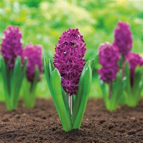 Hyacinth Bulbs Hyacinth Purple Sensation Dense Clusters Of Fragrant