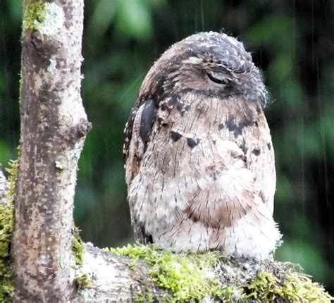 Potoo Bird Eyes | Wallpapers Gallery