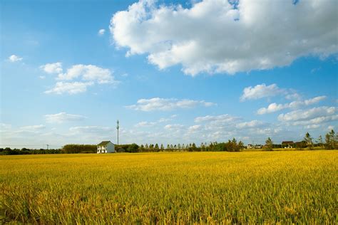 Rice Field Free Photo On Pixabay