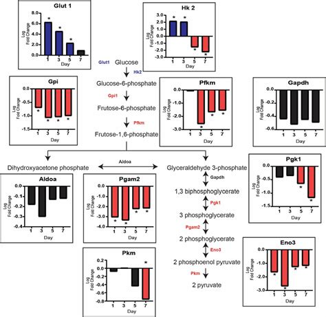 Glucose Uptake Does Not Drive Glycolysis During The Rapid Growth