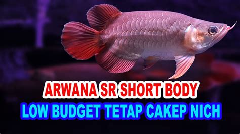 Arwana Sr Sb Low Budget Cakep Arowana Super Red Short Body Main