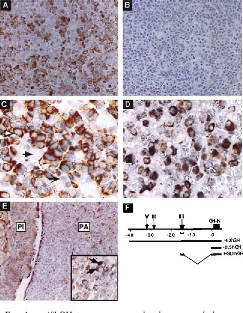 Figure 1 From DNase I Hypersensitive Sites I And II Of The Human Growth