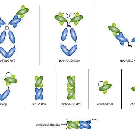 IgG And Various Fragments Thereof Together With Detail Of The Antigen