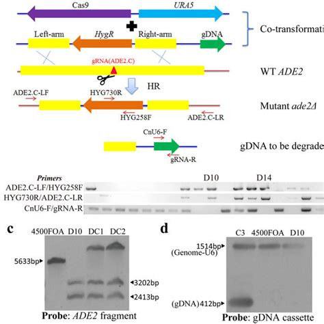 Construction Of The Crispr Cas9 Expression Cassettes For Genome Editing Download Scientific